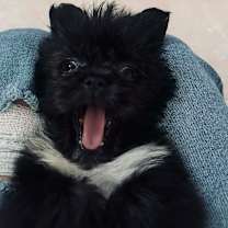 Thumbnail photo of Chai #4