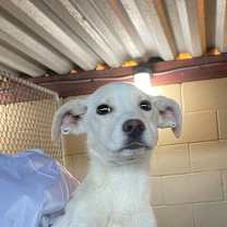 Thumbnail photo of Bonita #3