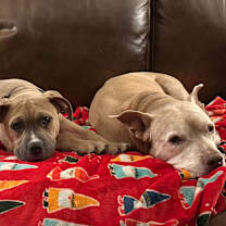 Thumbnail photo of Theodore #4