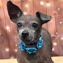 Thumbnail photo of GiGi #1