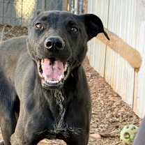 Thumbnail photo of Crackle #1