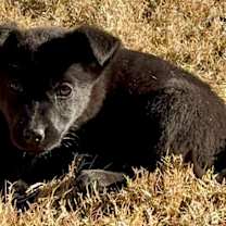 Thumbnail photo of ROUSSE #1