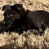 Thumbnail photo of ROUSSE #3