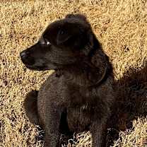 Thumbnail photo of ROUSSE #4