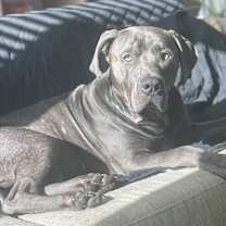 Thumbnail photo of King #4