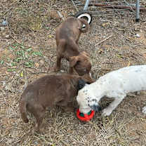 Thumbnail photo of Juno #4