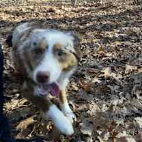 Thumbnail photo of Buddy #2