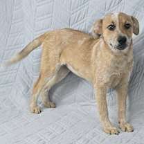 Thumbnail photo of Zora *foster needed* #4