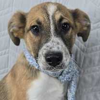 Thumbnail photo of Zenith *foster needed* #1