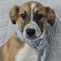 Thumbnail photo of Zenith *foster needed* #4