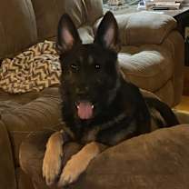 Thumbnail photo of Rico #4