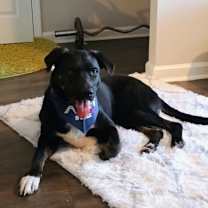 Thumbnail photo of YETI #2