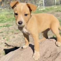 Thumbnail photo of A875059 #1