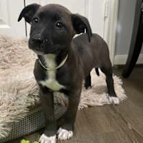 Thumbnail photo of Maracas #3