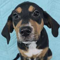 Thumbnail photo of Delta *foster needed* #3