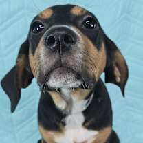 Thumbnail photo of Delta *foster needed* #4