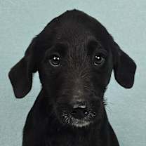 Thumbnail photo of Lumin *foster needed* #1