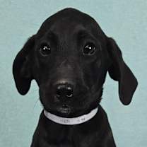 Thumbnail photo of Lira *foster needed* #2