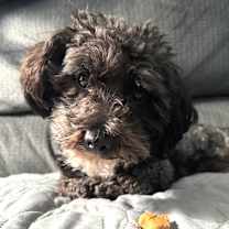 Thumbnail photo of 981 (2025) Ivy #1