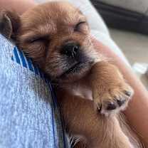 Thumbnail photo of Latte Biscuit #3