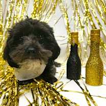 Thumbnail photo of 981 (2025) Ivy #4