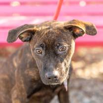 Thumbnail photo of Flossy #1