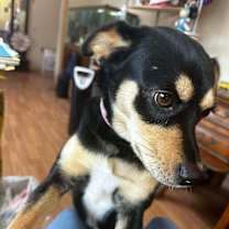 Thumbnail photo of Lady #4