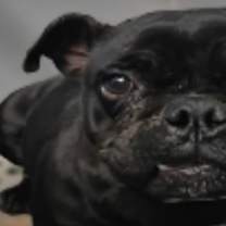 Thumbnail photo of Pariza #2