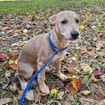 Thumbnail photo of Remco #1