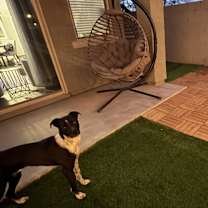 Thumbnail photo of Opie #4