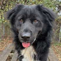 Thumbnail photo of Puffin #1