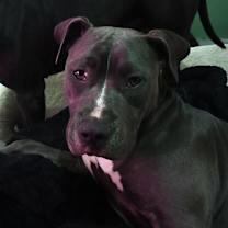 Thumbnail photo of Penguin #3