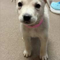 Thumbnail photo of Shorty Wags #3