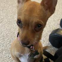 Thumbnail photo of Minnie #1