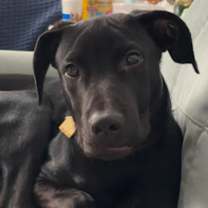 Thumbnail photo of Diesel #2