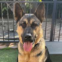 Thumbnail photo of Big Mango #1