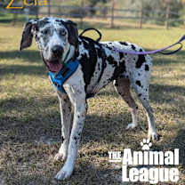 Thumbnail photo of Zela #2