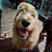 Thumbnail photo of Paisley #2