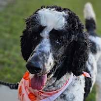 Thumbnail photo of Ryfton #1