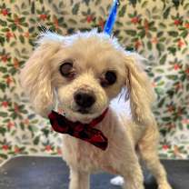 Thumbnail photo of Toby #4