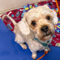 Thumbnail photo of Graham #2