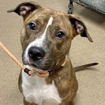 Thumbnail photo of Chartreuse #2