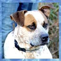 Thumbnail photo of Bluey #1