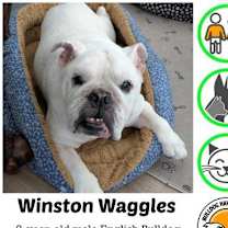 Thumbnail photo of Winston Waggles #1