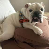 Thumbnail photo of Winston Waggles #2