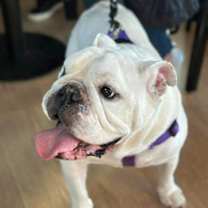 Thumbnail photo of Winston Waggles #3