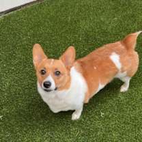 Thumbnail photo of Snickers #1