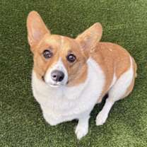 Thumbnail photo of Snickers #2