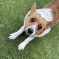 Thumbnail photo of Snickers #3