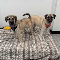 Thumbnail photo of Bernard #2